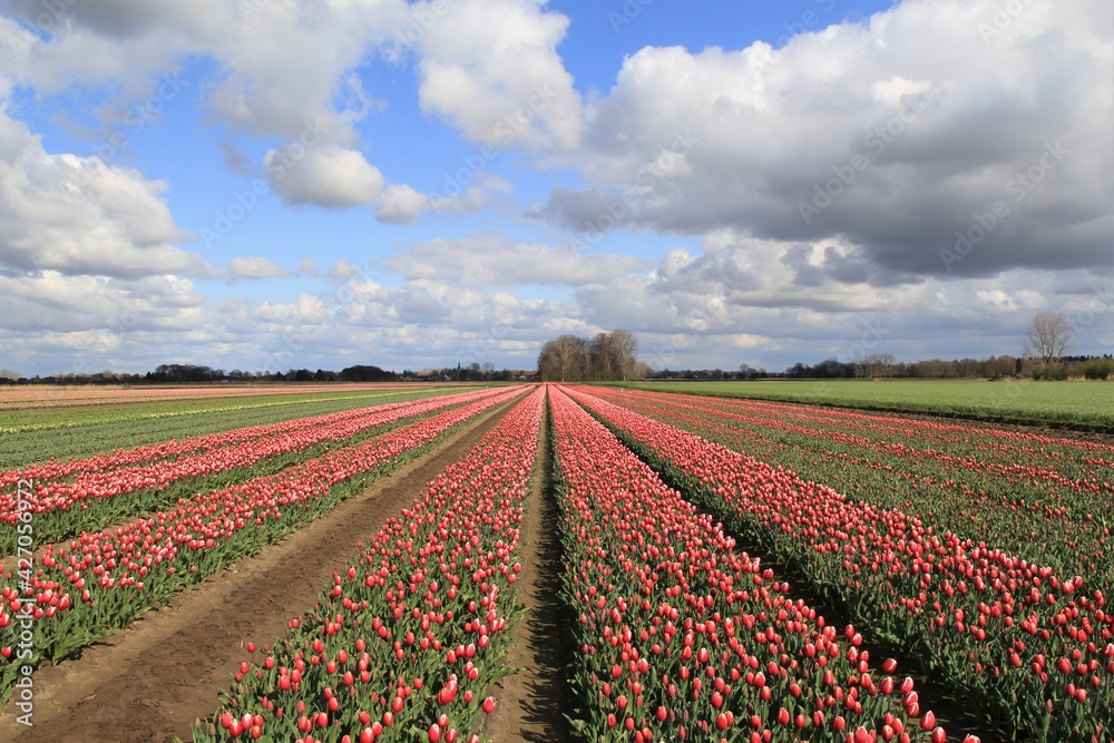 a bulb field with beautiful red tulips and a wonderful blue sky with clouds in the countryside in holland in springtime
