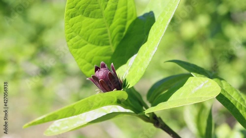 Red flower of eastern sweetshrub photo