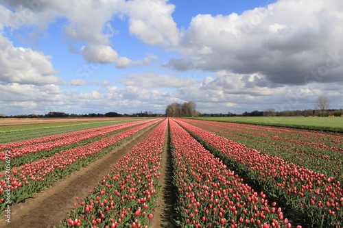 a bulb field with beautiful red tulips and a wonderful blue sky with clouds in the countryside in holland in springtime