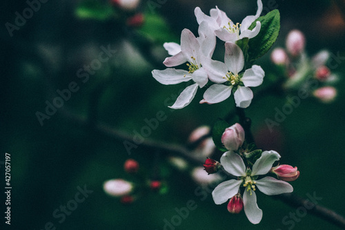 Spring background, close up of blooming flowers with copy space. Beauty of nature concept