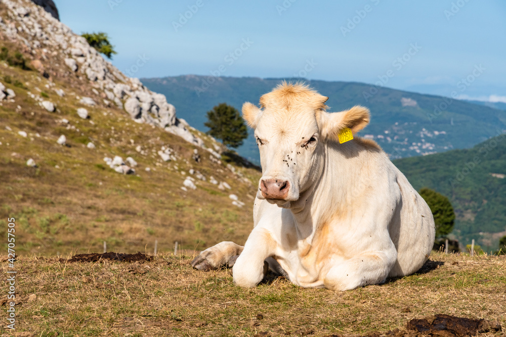 Cows grazing on the top of Rocca del Crasto in the Nebrodi Park, Sicily, Italy