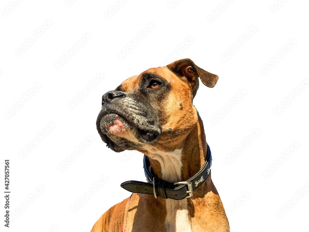 Big brown dog and white background