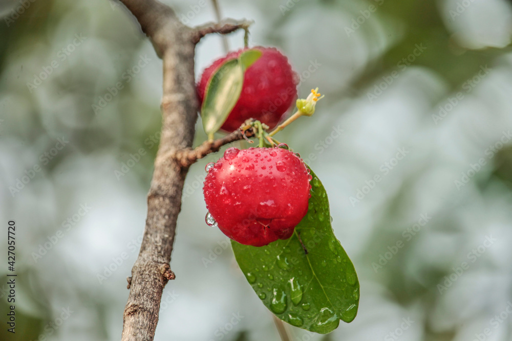 Fresh small red organic brazillian acerola cherry fruit (Malpighia Glabra) with green leaves. Fresh organic Acerola cherry on the tree, High vitamin C and antioxidant fruits. Fresh small red organic brazillian acerola cherry fruit (Malpighia Glabra) with green leaves. Fresh organic Acerola cherry on the tree, High vitamin C and antioxidant fruits.