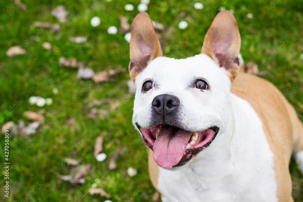 Portrait of happy and cute American Staffordshire Terrier