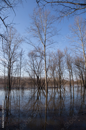 forest in early spring during the flood background vertical