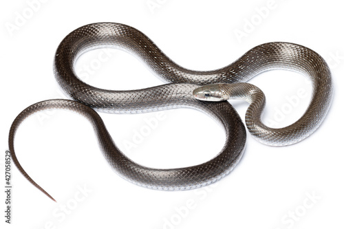 Aesculapian snake (Zamenis longissimus) with parcial melanism in white background