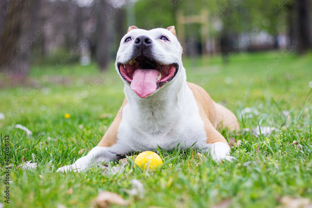 Portrait of happy and cute American Staffordshire Terrier