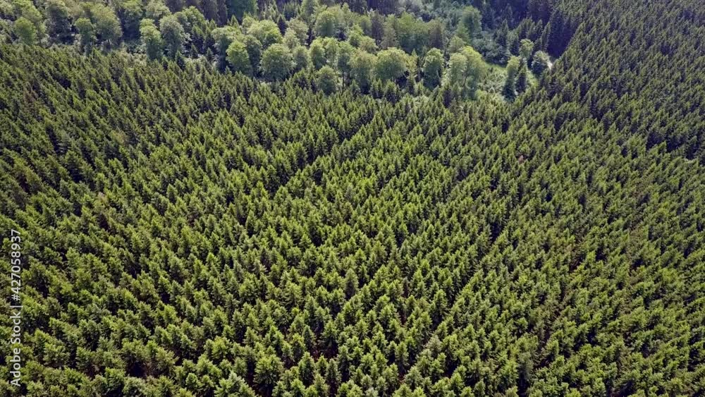 Drone flight over green natural forests with high pine and fir trees during sunny day in German Mountains. Aerial top down. Drone flight over green natural forests with high pine and fir trees during sunny day in German Mountains. Aerial top down.