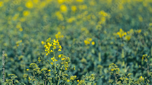 Rap seed in a field early in the season