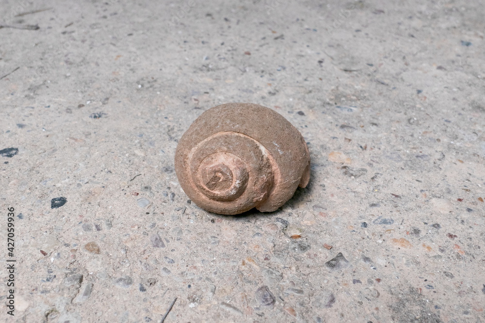 Snail fossil on stone floor