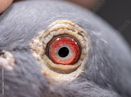 Unique, gorgeous and colorful macro pigeon eye