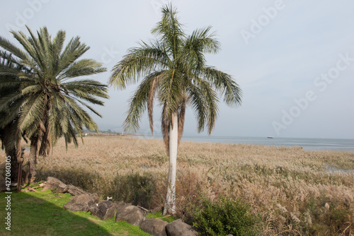 lush vegetation, green during the rainy season on the shores of the Sea of Galilee