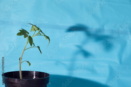 plant in a pot