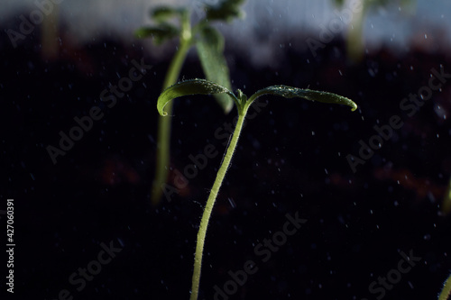 grass with dew drops