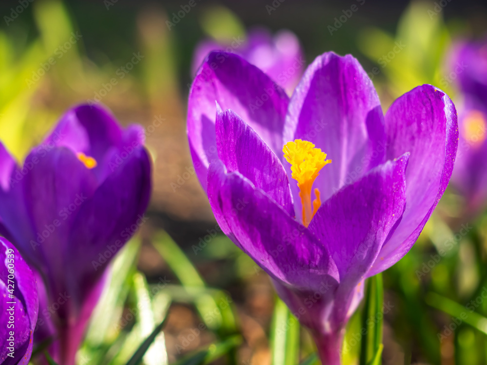 Purple crocuses close-up, defocused light, time of year spring, flowers.