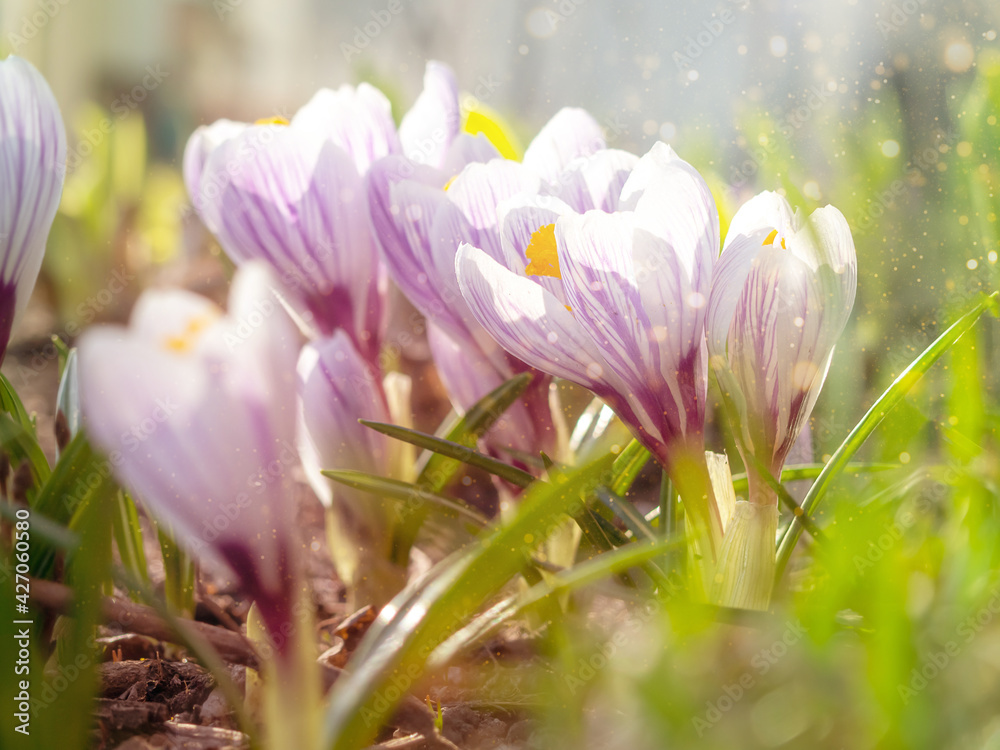 White crocuses close-up, defocused light, time of year spring, flowers.