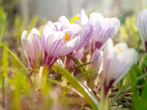 White crocuses close-up, defocused light, time of year spring, flowers. © Наталья Майшева