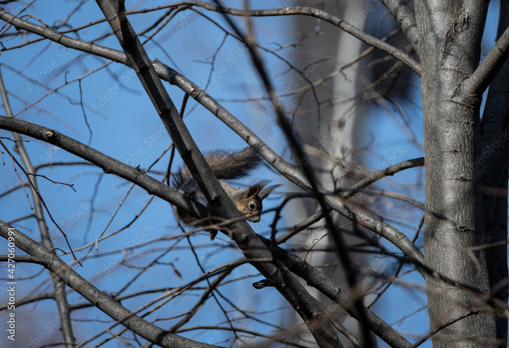 brown squirrel in the spring forest looking for nuts brown squirrel in the spring forest looking for nuts