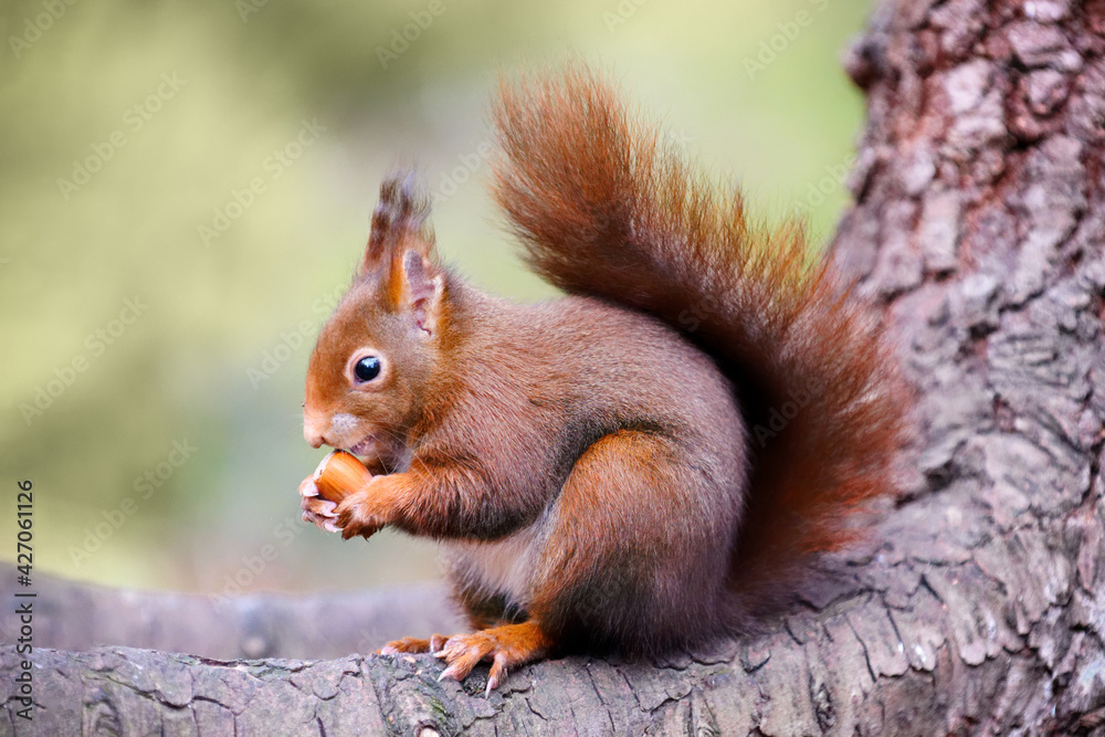 close-up of a squirrel close-up of a squirrel