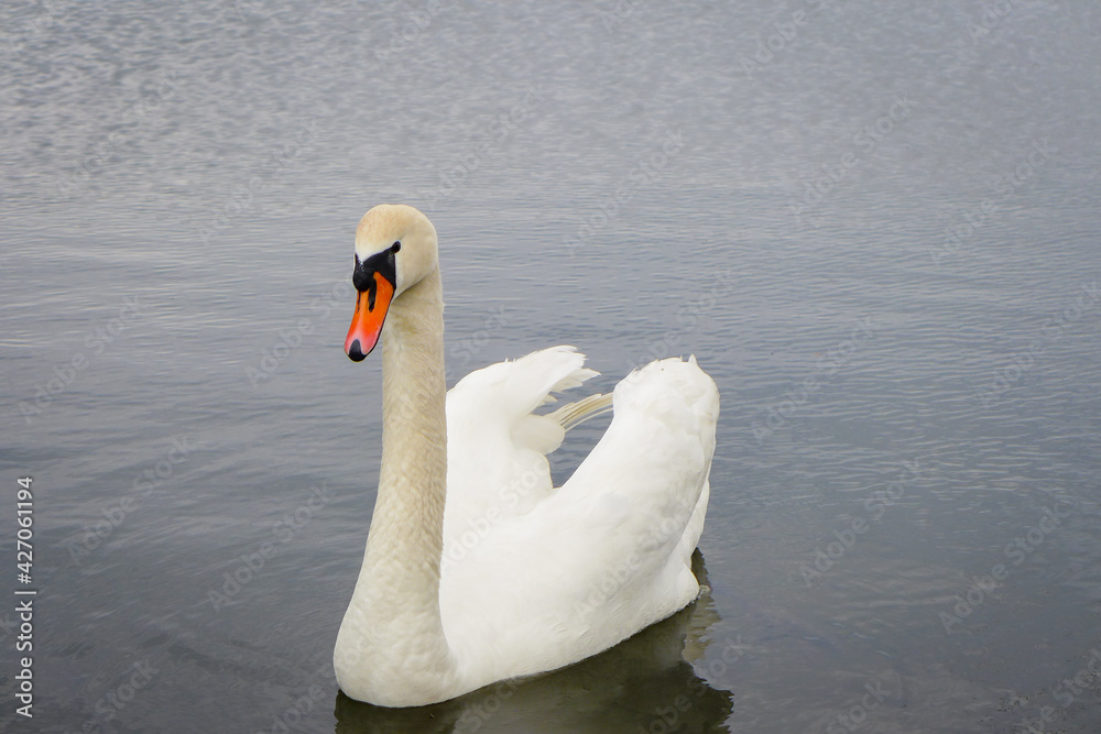 Obraz premium Swan on a lake