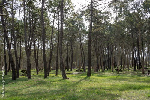 Recreation area with eucaliptus and pine trees at Rodiles  Asturias  Spain