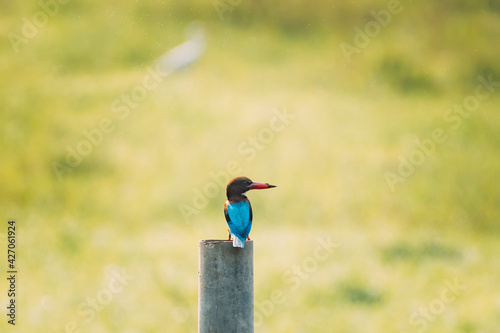 Goa, India. Common Kingfisher Sitting On Pillar On Blurred Green Background