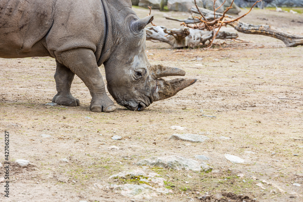 Obraz premium Close up view of wild rhino in outdoor wildlife natural park. Beautiful nature backgrounds. Sweden.