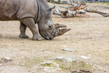 Close up view of wild rhino in outdoor wildlife natural park.  Beautiful nature backgrounds. Sweden.