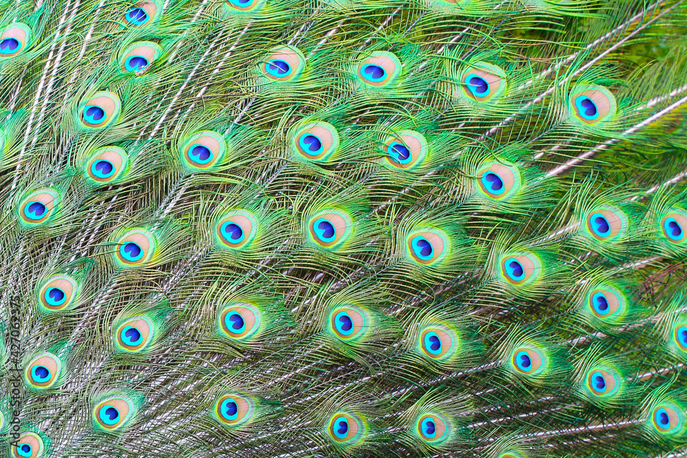 Obraz premium Beautiful peacock tail. Close-up. Background. Texture.