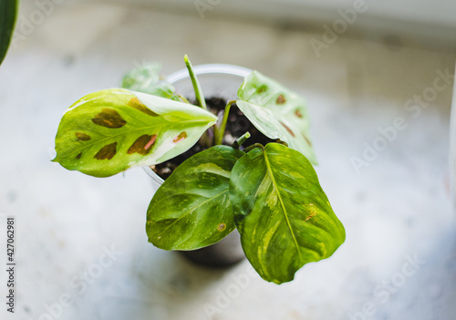 maranta leuconeura kerchoveana variegata little plant in a pot photo