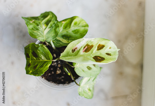 maranta leuconeura kerchoveana variegata little plant in a pot photo