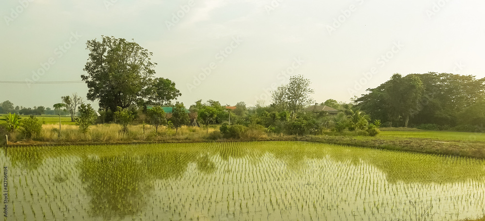Beautiful green rice fields and tree 