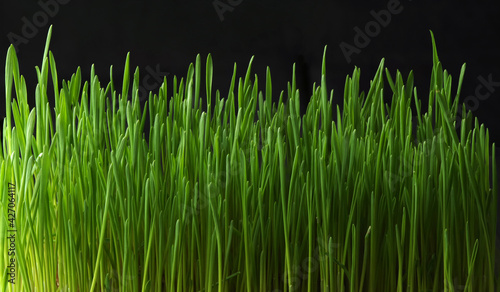 Young sprouts of grass on a black background. Panoramic photo.