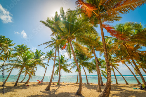 Coconut palm trees in beautiful Bois Jolan beach in Guadeloupe