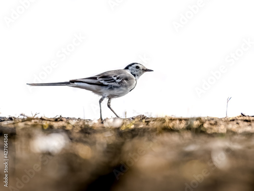 White wagtail busy in searching insects near the edge of a waterbody at Thol lake