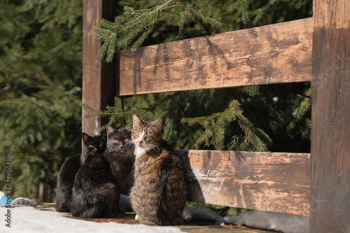 Fototapeta Naklejka Na Ścianę i Meble -  Three cats are sitting near the fence near the spruce. Selective focus.