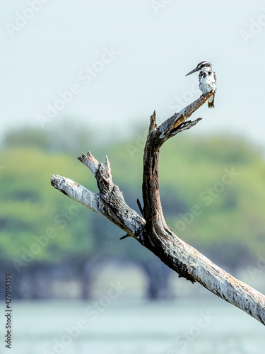 Canvas Print Pied kingfisher perched on a dry branch