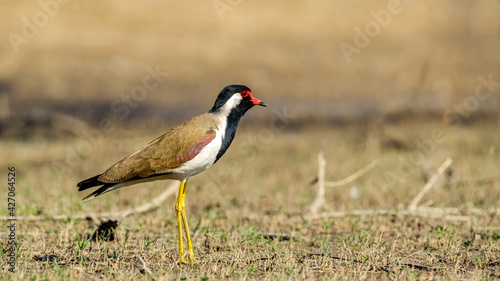 Photography Red-wattled lapwing, alerted by human presence.