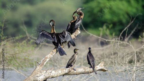 Canvas Print Cormorants and Darter perched on a tree to soak sunlight