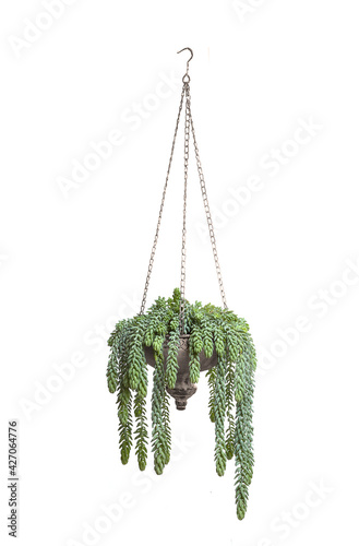 Indoor plant Sedum morganianum in hanging metal pot in oriental style is isolated on white background. Houseplant. Landscaping of the interior. Potted plant. Succulent. Interior decoration with plant