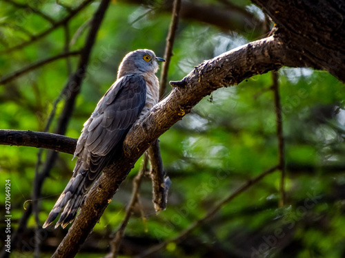 Common Hawk Cuckoo perched on a branch on light shaded area near waterbody.