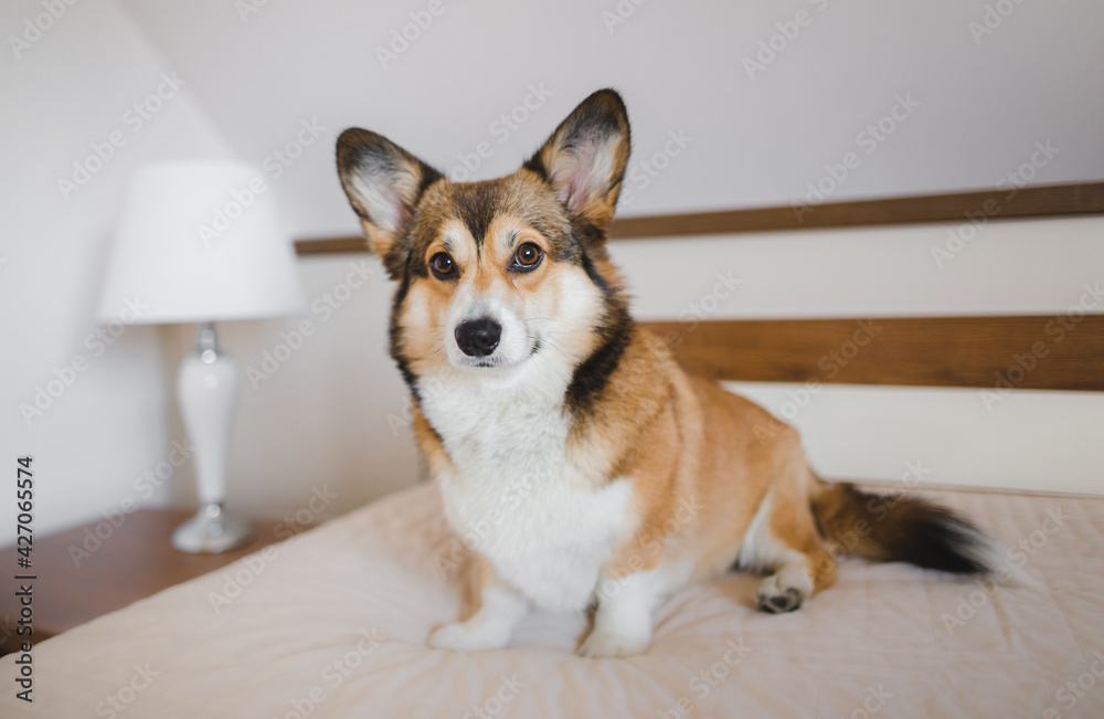Welsh corgi pembroke dog sitting in a big bed in a bedroom
