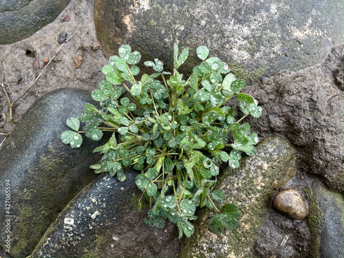 Clover with water drops in the rain grows among the stones