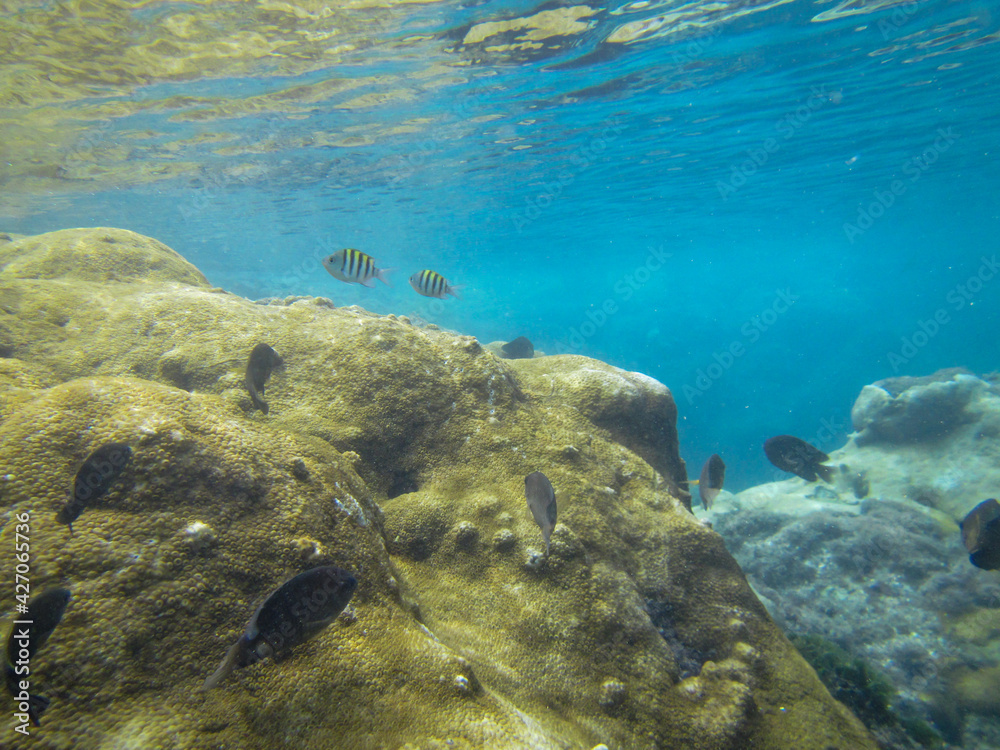 Black and striped fish swimming on rocks covered with zoanthids in the sunlit sea