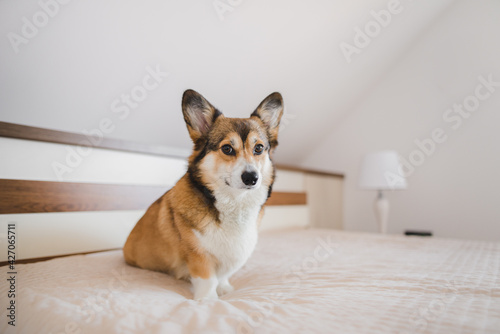 Welsh corgi pembroke dog sitting in a big bed in a bedroom
