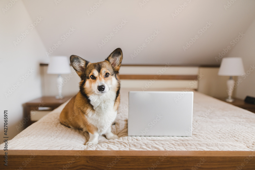 Welsh corgi pembroke dog in a bed in bedroom with a laptop during a home office Welsh corgi pembroke dog in a bed in bedroom with a laptop during a home office