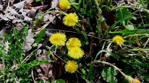 
Coltsfoot, medicinal herb, flower in spring in Germany  photo