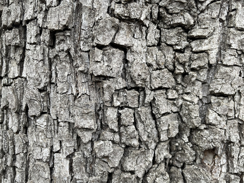 Texture for backgrounds, tree bark