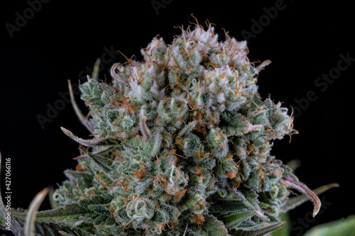 Detail of a White Widow Cannabis plant isolated on black