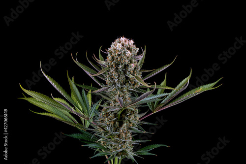 Foto Detail of a White Widow Cannabis plant isolated on black